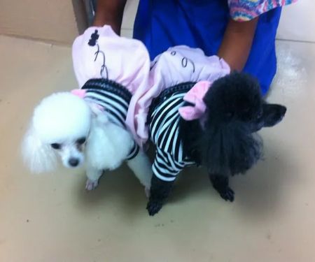 Companion Veterinary Care Center