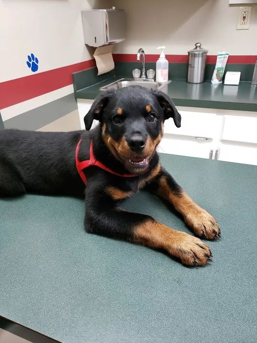 Companion Veterinary Care Center Picture 6