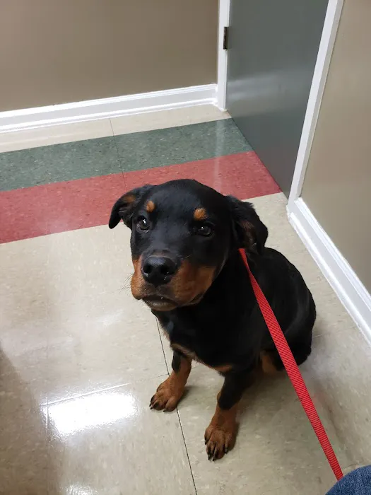Companion Veterinary Care Center Picture 5