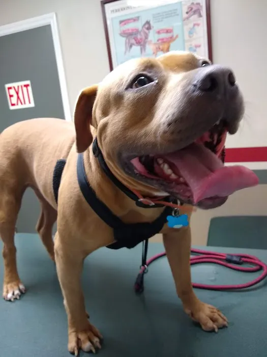 Companion Veterinary Care Center Picture 7