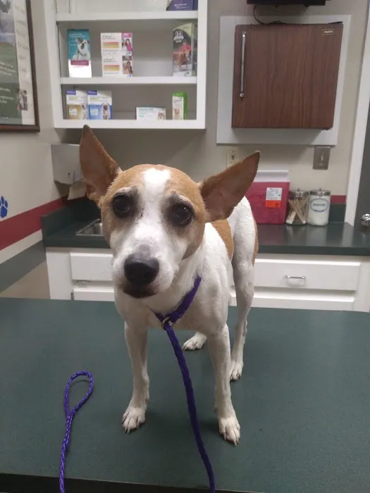 Companion Veterinary Care Center Picture 8