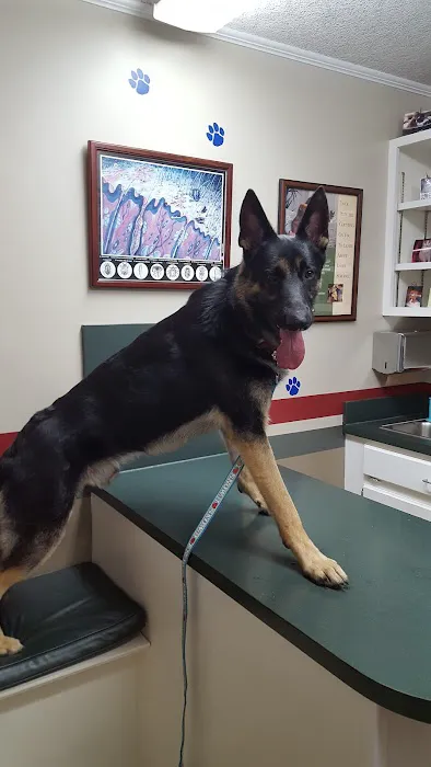 Companion Veterinary Care Center Picture 9