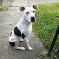 Tri-State Animal ER ico