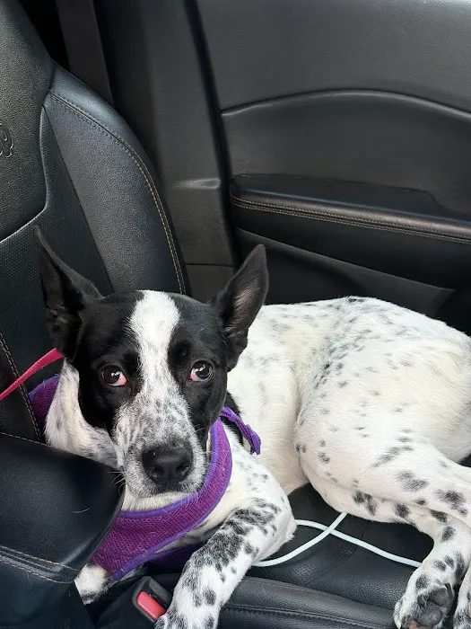 Tri-State Animal ER Picture 5