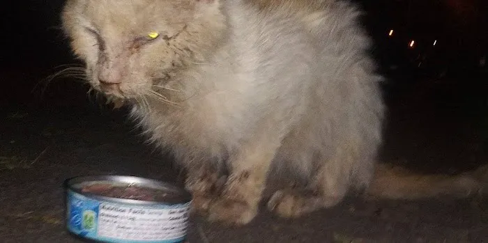 Tri-State Animal ER Picture 3