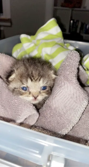 Tri-State Animal ER Picture 10