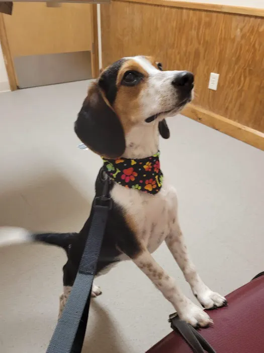Proctorville Animal Clinic Picture 3