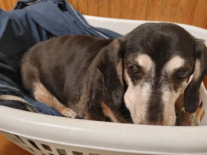Proctorville Animal Clinic Picture 4