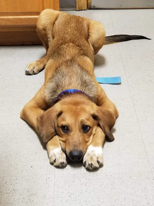 Proctorville Animal Clinic Picture 10