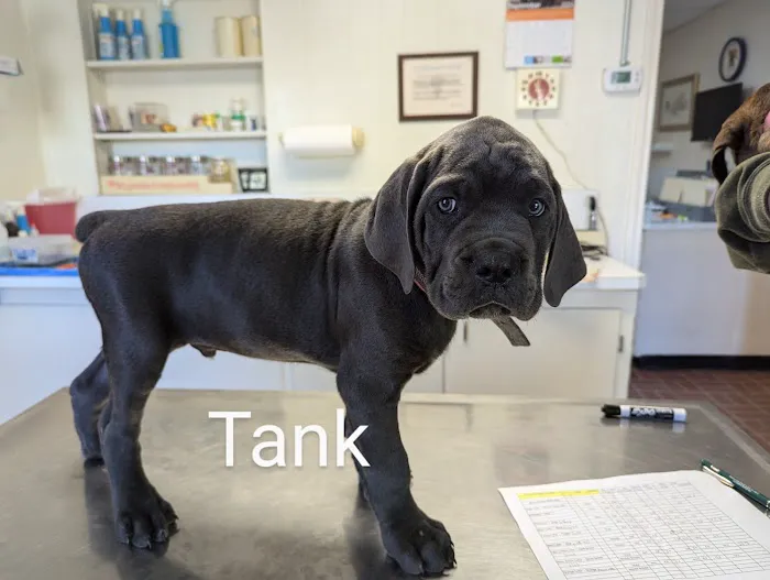 Martin Veterinary Clinic Picture 1