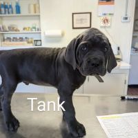 Martin Veterinary Clinic ico