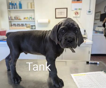Martin Veterinary Clinic
