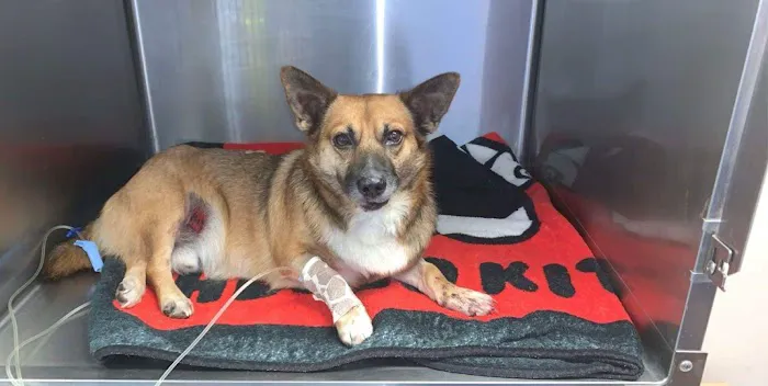 Olson Animal Hospital Picture 1