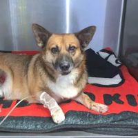Olson Animal Hospital ico
