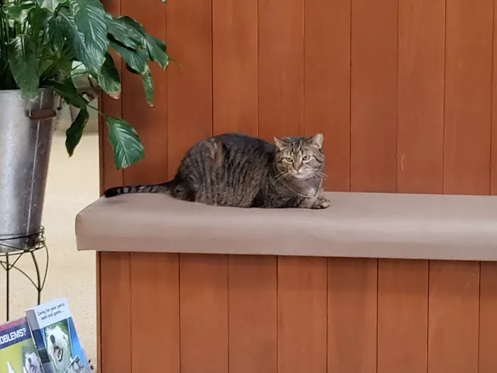 MERRITTS CREEK VETERINARY CENTER Picture 1