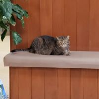 MERRITTS CREEK VETERINARY CENTER ico
