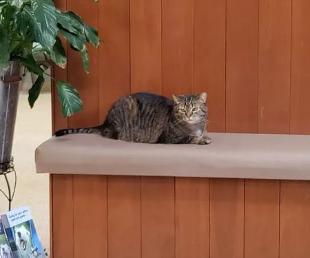 MERRITTS CREEK VETERINARY CENTER