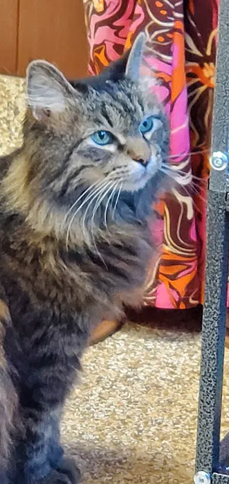MERRITTS CREEK VETERINARY CENTER Picture 3