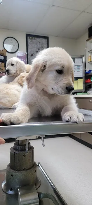 Cass Veterinary Services Picture 1