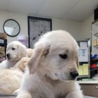 Cass Veterinary Services ico