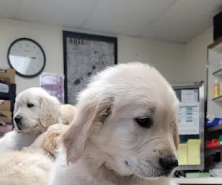 Cass Veterinary Services