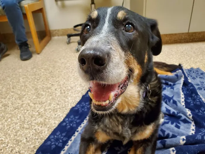 Cass Veterinary Services Picture 2