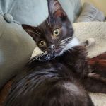 Cass Veterinary Services