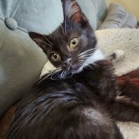 Cass Veterinary Services ico