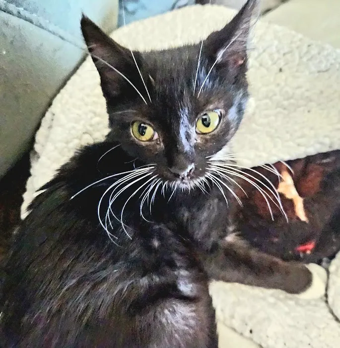 Cass Veterinary Services Picture 4
