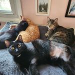 Hometown Veterinary Clinic of Jacksonville