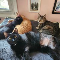Hometown Veterinary Clinic of Jacksonville ico