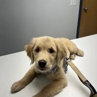 Limestone Companion Animal Hospital ico