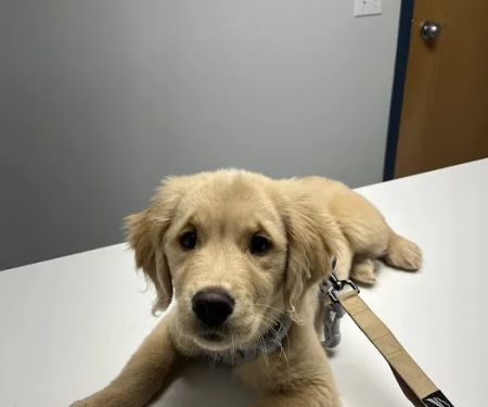 Limestone Companion Animal Hospital
