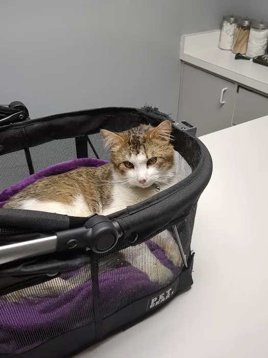 Limestone Companion Animal Hospital Picture 6