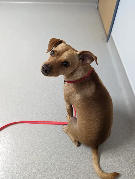 Limestone Companion Animal Hospital Picture 3