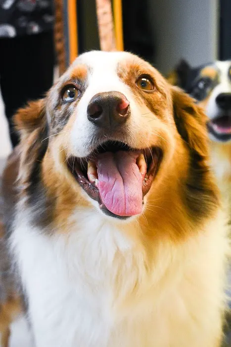 Limestone Companion Animal Hospital Picture 9