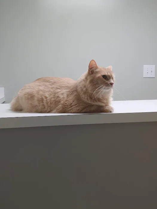 Limestone Companion Animal Hospital Picture 8