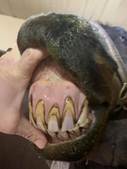 Chenoweth Equine Dentistry Picture 2