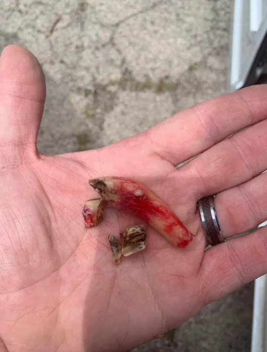 Chenoweth Equine Dentistry Picture 4