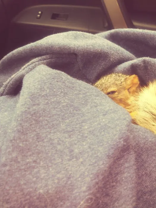 Ambassador Animal Hospital Picture 1