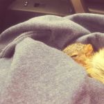 Ambassador Animal Hospital