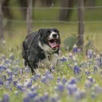 Camanche Veterinary Clinic ico