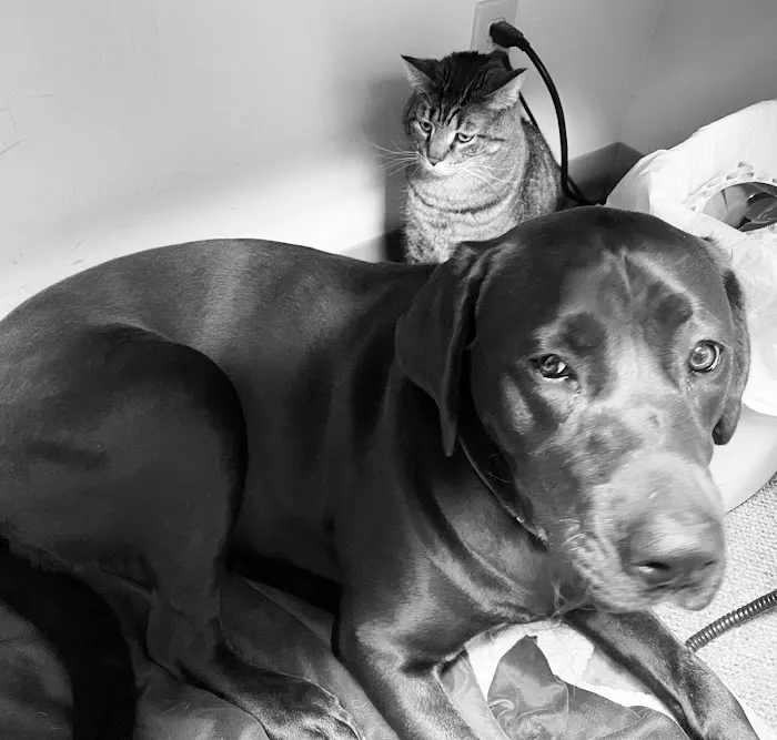 Camanche Veterinary Clinic Picture 6