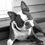 All Pets Mobile Clinic