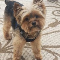 Geneseo Animal Hospital ico