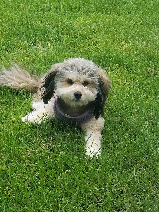 Geneseo Animal Hospital Picture 2