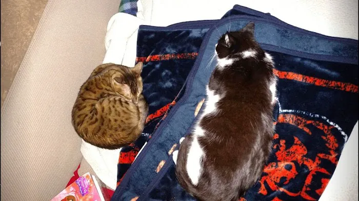 Geneseo Veterinary Service Picture 9