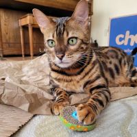 Clinton Veterinary Clinic Iowa: Drs. Eslick, Kemmerer, & Aman ico