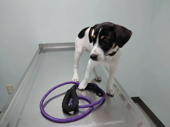 Clinton Veterinary Clinic Iowa: Drs. Eslick, Kemmerer, & Aman Picture 5