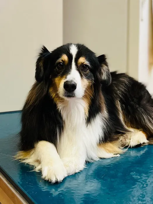 Miller Veterinary Services Picture 4